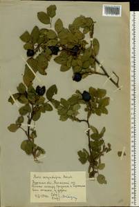 Rosa corymbifera Borkh., Eastern Europe, Central forest-and-steppe region (E6) (Russia)