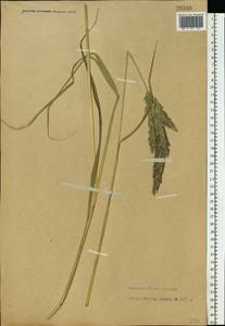 Calamagrostis arundinacea (L.) Roth, Eastern Europe, Northern region (E1) (Russia)