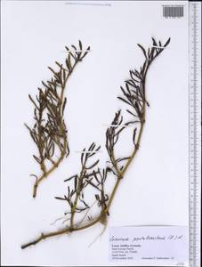 Sesuvium portulacastrum (L.) L., America (AMER) (Grenada)