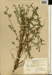 Astragalus ponticus Pall., Eastern Europe, Moldova (E13a) (Moldova)