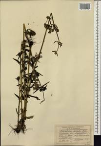 Pedicularis spicata Pall., Siberia, Russian Far East (S6) (Russia)