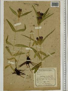 Gentiana triflora Pall., Siberia, Baikal & Transbaikal region (S4) (Russia)