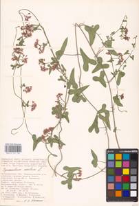 Cynanchum acutum L., Eastern Europe, Lower Volga region (E9) (Russia)