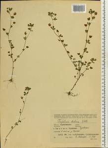 Trifolium dubium Sibth., Eastern Europe, North Ukrainian region (E11) (Ukraine)