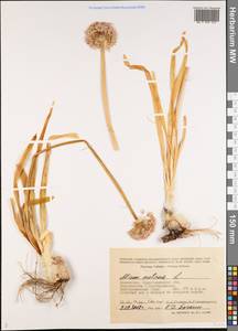 Allium nutans L., Middle Asia, Muyunkumy, Balkhash & Betpak-Dala (M9) (Kazakhstan)