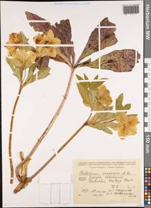 Helleborus orientalis subsp. orientalis, Caucasus, Georgia (K4) (Georgia)