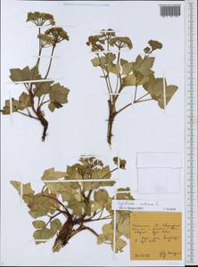 Ligusticum scoticum L., Siberia, Russian Far East (S6) (Russia)