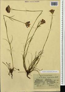 Dianthus ruprechtii Schischk.,, Caucasus, Stavropol Krai, Karachay-Cherkessia & Kabardino-Balkaria (K1b) (Russia)