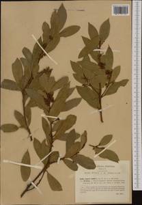 Laurus nobilis L., Western Europe (EUR) (Italy)