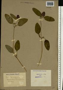 Prunella vulgaris L., Eastern Europe, North Ukrainian region (E11) (Ukraine)