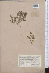 Euphorbia humifusa Willd., Middle Asia, Western Tian Shan & Karatau (M3) (Kazakhstan)