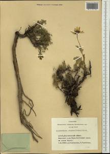 Chrysanthemum sinuatum Ledeb., Siberia, Altai & Sayany Mountains (S2) (Russia)