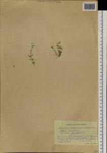 Mesostemma dichotomum (L.) Arabi, Rabeler & Zarre, Siberia, Altai & Sayany Mountains (S2) (Russia)