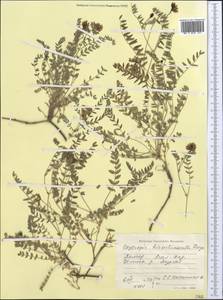 Oxytropis hirsutiuscula Freyn, Middle Asia, Pamir & Pamiro-Alai (M2) (Tajikistan)