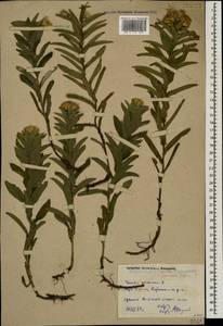 Pentanema germanicum (L.) D. Gut. Larr., Santos-Vicente, Anderb., E. Rico & M. M. Mart. Ort., Caucasus, Dagestan (K2) (Russia)