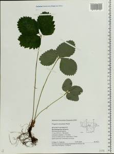 Fragaria moschata Duchesne, Eastern Europe, Central region (E4) (Russia)