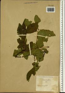 Prunus, South Asia, South Asia (Asia outside ex-Soviet states and Mongolia) (ASIA) (China)