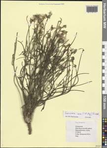 Scorzonera cana (C. A. Mey.) O. Hoffm., Eastern Europe, Lower Volga region (E9) (Russia)