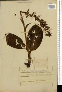 Platanthera chlorantha (Custer) Rchb., Caucasus, Azerbaijan (K6) (Azerbaijan)