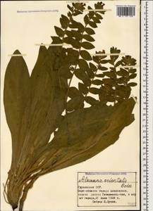 Alkanna orientalis (L.) Boiss., Caucasus, Georgia (K4) (Georgia)