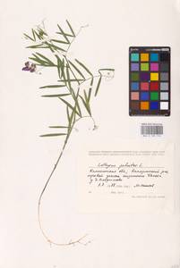 Lathyrus palustris L., Eastern Europe, North-Western region (E2) (Russia)