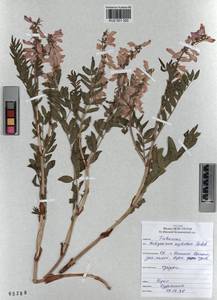KUZ 001 320, Hedysarum neglectum Ledeb., Siberia, Altai & Sayany Mountains (S2) (Russia)