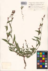 Persicaria maculosa Gray, Eastern Europe, Moscow region (E4a) (Russia)