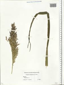 Sorghum halepense (L.) Pers., Eastern Europe, Moscow region (E4a) (Russia)