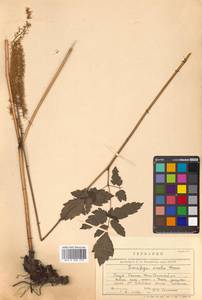 Actaea simplex (DC.) Wormsk. ex Fisch. & C. A. Mey., Siberia, Russian Far East (S6) (Russia)