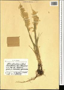 Melica persica Kunth, Caucasus, Azerbaijan (K6) (Azerbaijan)