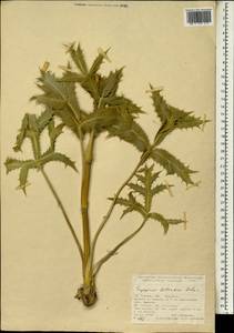 Eryngium billardierei F.Delaroche, South Asia, South Asia (Asia outside ex-Soviet states and Mongolia) (ASIA) (Turkey)