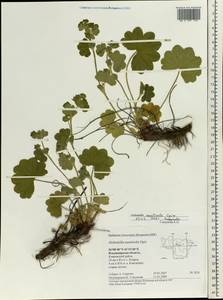 Alchemilla monticola Opiz, Eastern Europe, Central region (E4) (Russia)