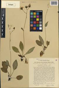 Hieracium froelichianum subsp. laricicola (C. Bicknell & Zahn) Gottschl. & Greuter, Western Europe (EUR) (Italy)