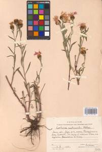 Centaurea ×livonica Weinm., Eastern Europe, Moscow region (E4a) (Russia)