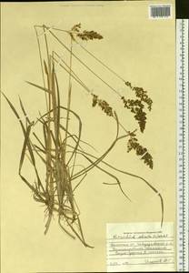 Anthoxanthum nitens (Weber) Y.Schouten & Veldkamp, Siberia, Western Siberia (S1) (Russia)