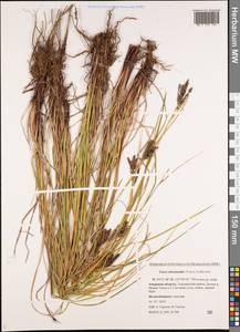 Carex eleusinoides Turcz. ex Kunth, Siberia, Russian Far East (S6) (Russia)