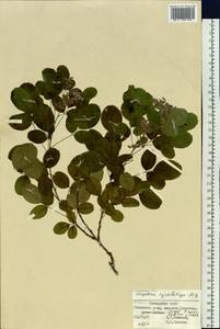 Lespedeza cyrtobotrya Miq., Siberia, Russian Far East (S6) (Russia)