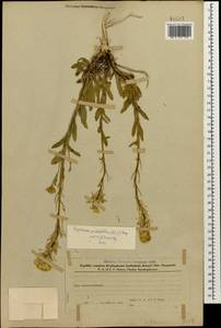 Erysimum pulchellum (Willd.) J. Gay, Caucasus, Azerbaijan (K6) (Azerbaijan)