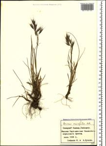 Bromus variegatus M.Bieb., Caucasus, Stavropol Krai, Karachay-Cherkessia & Kabardino-Balkaria (K1b) (Russia)