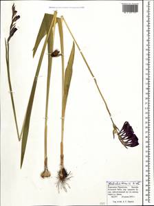 Gladiolus tenuis M.Bieb., Caucasus, Stavropol Krai, Karachay-Cherkessia & Kabardino-Balkaria (K1b) (Russia)