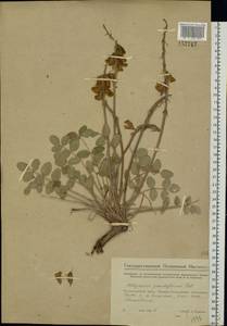 Hedysarum grandiflorum Pall., Eastern Europe, Eastern region (E10) (Russia)