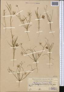 Koelpinia linearis Pall., Middle Asia, Western Tian Shan & Karatau (M3) (Kazakhstan)