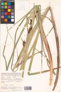 Carex riparia Curtis, Eastern Europe, Lower Volga region (E9) (Russia)