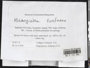 Herzogiella turfacea (Lindb.) Z. Iwats., Bryophytes, Bryophytes - Russian Far East (excl. Chukotka & Kamchatka) (B20) (Russia)