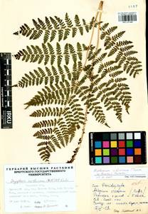 Diplazium sibiricum (Turcz. ex Kunze) Sa.Kurata, Siberia, Baikal & Transbaikal region (S4) (Russia)