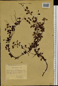 Salix nummularia Andersson, Siberia, Yakutia (S5) (Russia)