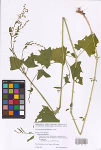 Atriplex prostrata DC., Eastern Europe, Central forest-and-steppe region (E6) (Russia)
