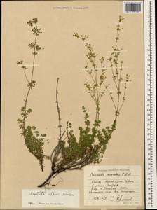 Asperula prostrata (Adams) K.Koch, Caucasus, Stavropol Krai, Karachay-Cherkessia & Kabardino-Balkaria (K1b) (Russia)