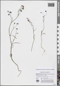 Campanula rotundifolia L., Eastern Europe, Northern region (E1) (Russia)