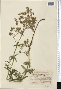 Galium turkestanicum Pobed., Middle Asia, Dzungarian Alatau & Tarbagatai (M5) (Kazakhstan)